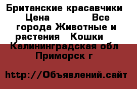 Британские красавчики › Цена ­ 35 000 - Все города Животные и растения » Кошки   . Калининградская обл.,Приморск г.